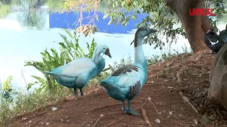 brasile il ruscello si colora di blu dopo incidente morti pesci e uccelli da Lapresse.it brasile il ruscello si colora di blu dopo incidente morti pesci e uccelli