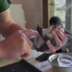 La rare immagini di un pulcino di pinguino Saltarocce: è a rischio estinzione