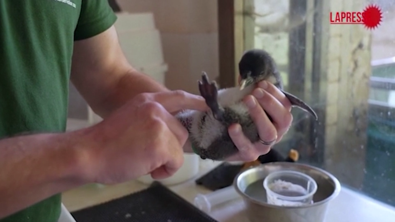 la rare immagini di un pulcino di pinguino saltarocce è a rischio estinzione da Lapresse.it la rare immagini di un pulcino di pinguino saltarocce è a rischio estinzione