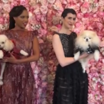 A New York il gala dei cani: abiti come le star