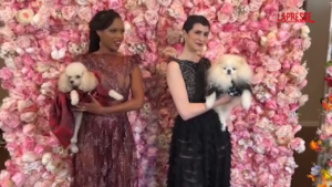 A New York il gala dei cani: abiti come le star