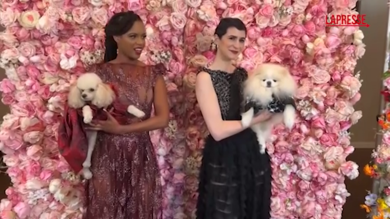 a new york il gala dei cani abiti come le star