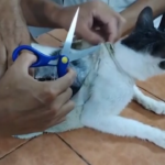 Costa Rica, droga in carcere in pacchetti legati a un gatto: le immagini della cattura