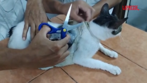 Costa Rica, droga in carcere in pacchetti legati a un gatto: le immagini della cattura