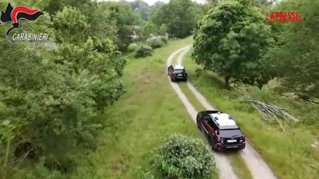 torna il lupo ad alessandria ma in 4 mesi 6 sono stati avvelenati allarme dei carabinieri