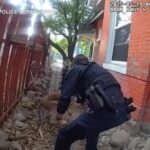 Il canguro domestico scappa da casa: le immagini della bodycam del poliziotto che lo insegue