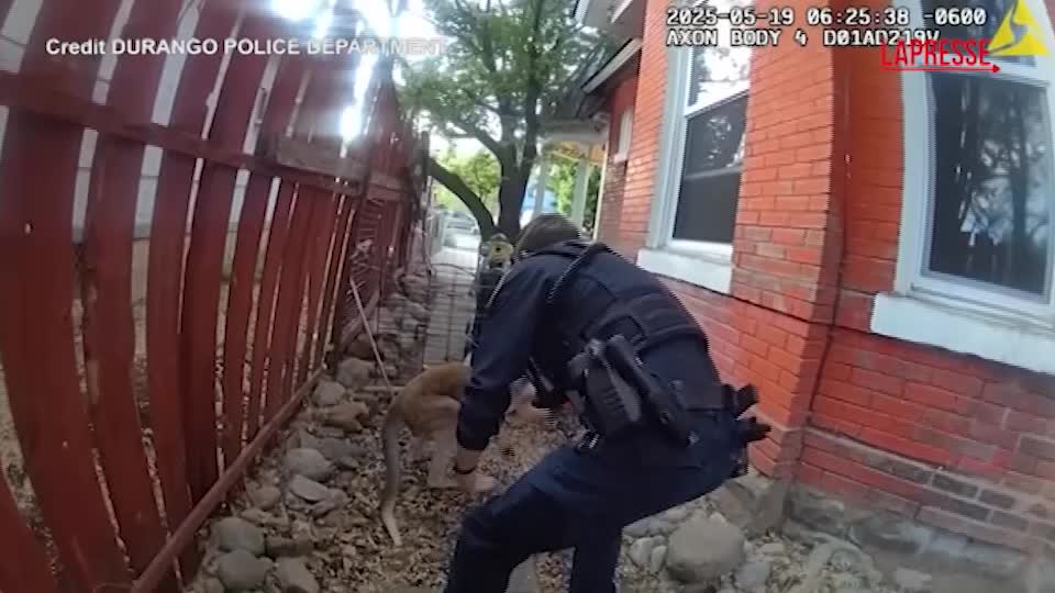 il canguro domestico scappa da casa le immagini della bodycam del poliziotto che lo insegue