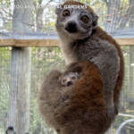Usa, un nuovo cucciolo di Lemure allo zoo: le immagini dalla Florida