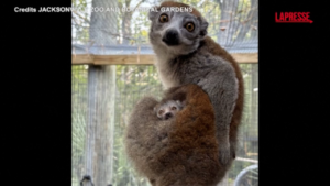 Usa, un nuovo cucciolo di Lemure allo zoo: le immagini dalla Florida