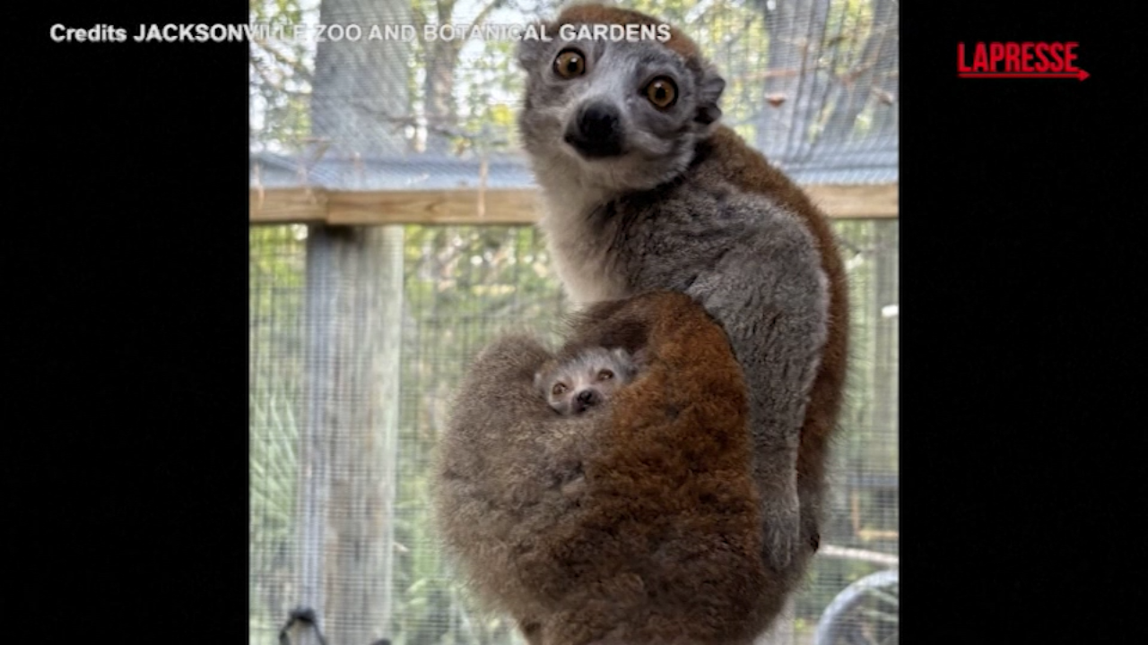 usa un nuovo cucciolo di lemure allo zoo le immagini dalla florida da Lapresse.it usa un nuovo cucciolo di lemure allo zoo le immagini dalla florida