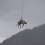 Svizzera, mucche salvate da una frana e portate via in elicottero