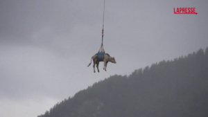 Svizzera, mucche salvate da una frana e portate via in elicottero
