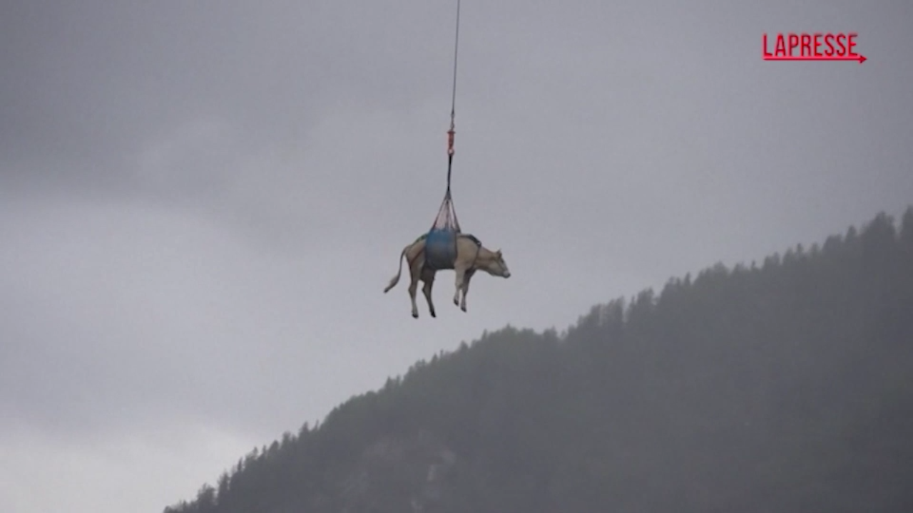 Svizzera, mucche salvate da una frana e portate via in elicottero Svizzera, mucche salvate da una frana e portate via in elicottero