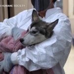 San Diego, le immagini dei soccorsi ai cani dopo il disastro aereo