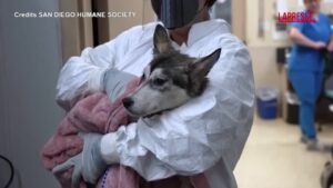 San Diego, le immagini dei soccorsi ai cani dopo il disastro aereo