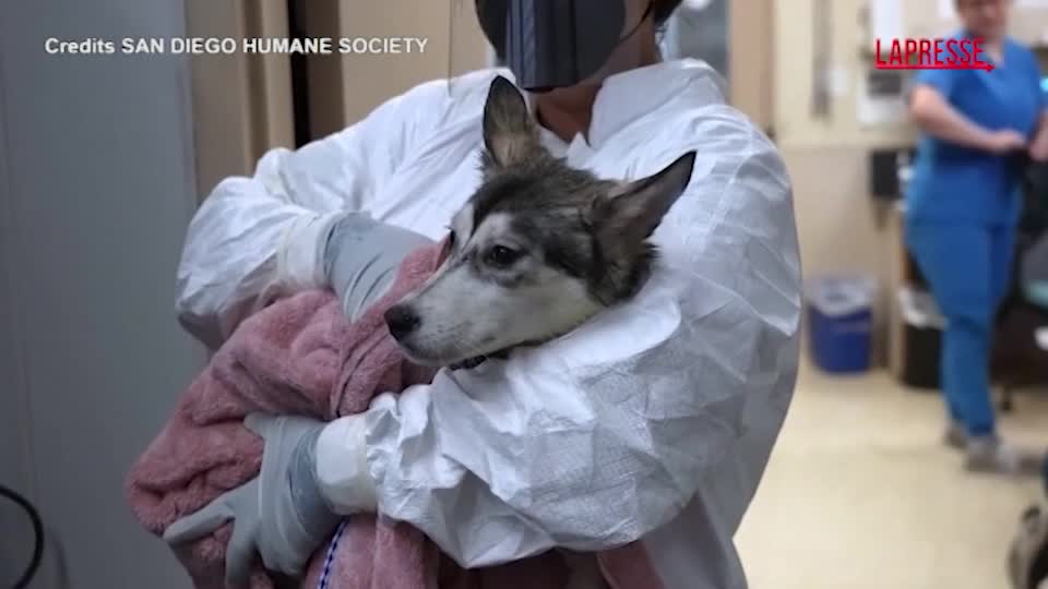San Diego, le immagini dei soccorsi ai cani dopo il disastro aereo San Diego, le immagini dei soccorsi ai cani dopo il disastro aereo