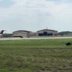Hercules e Ned, chi sono i border collie che pattugliano l’aeroporto per evitare i bird strike