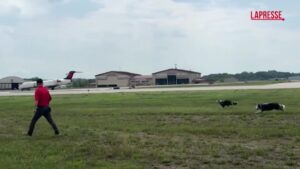 Hercules e Ned, chi sono i border collie che pattugliano l’aeroporto per evitare i bird strike