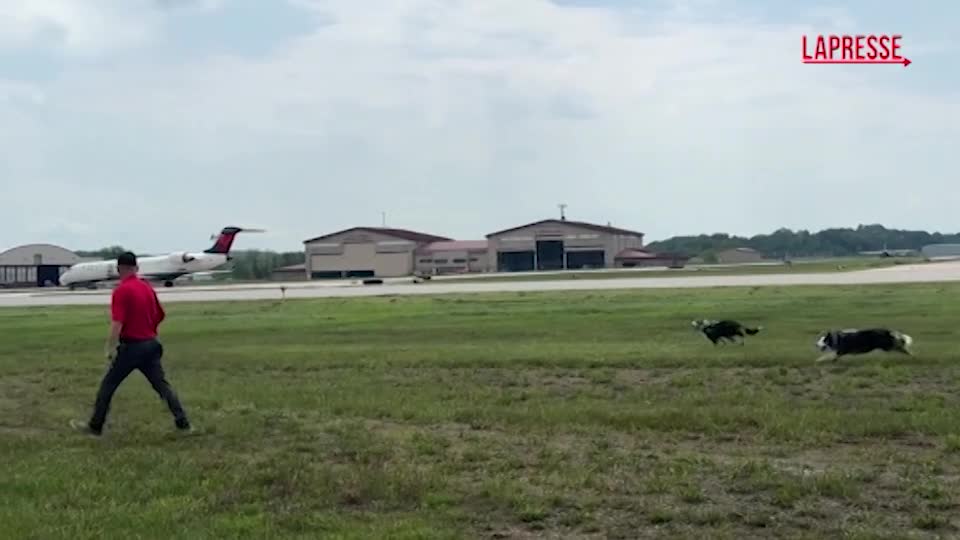hercules e ned chi sono i border collie che pattugliano l aeroporto per evitare i bird strike da Lapresse.it hercules e ned chi sono i border collie che pattugliano l aeroporto per evitare i bird strike