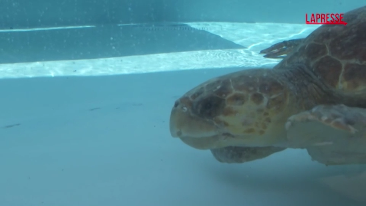 usa tartaruga marina gigante sottoposta a una tac dopo un incidente poi la scoperta è incinta da Lapresse.it usa tartaruga marina gigante sottoposta a una tac dopo un incidente poi la scoperta è incinta