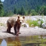 Slovacchia, uomo attaccato da un’orsa: le immagini dell’animale con i suoi due cuccioli