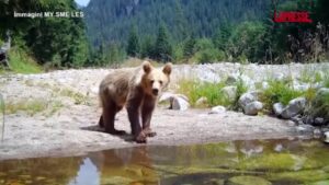 Slovacchia, uomo attaccato da un’orsa: le immagini dell’animale con i suoi due cuccioli