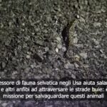 L’uomo che aiuta gli anfibi ad attraversare la strada e li ‘salva’ dall’estinzione