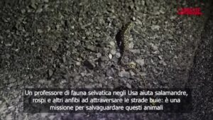 L’uomo che aiuta gli anfibi ad attraversare la strada e li ‘salva’ dall’estinzione