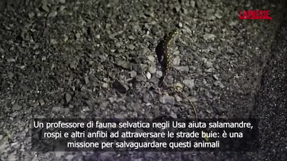 L’uomo che aiuta gli anfibi ad attraversare la strada e li ‘salva’ dall’estinzione L’uomo che aiuta gli anfibi ad attraversare la strada e li ‘salva’ dall’estinzione