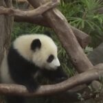 Hong Kong, scelti nomi per cuccioli panda gigante: Jia Jia e De De