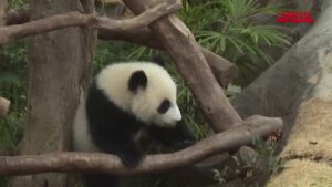 Hong Kong, scelti nomi per cuccioli panda gigante: Jia Jia e De De