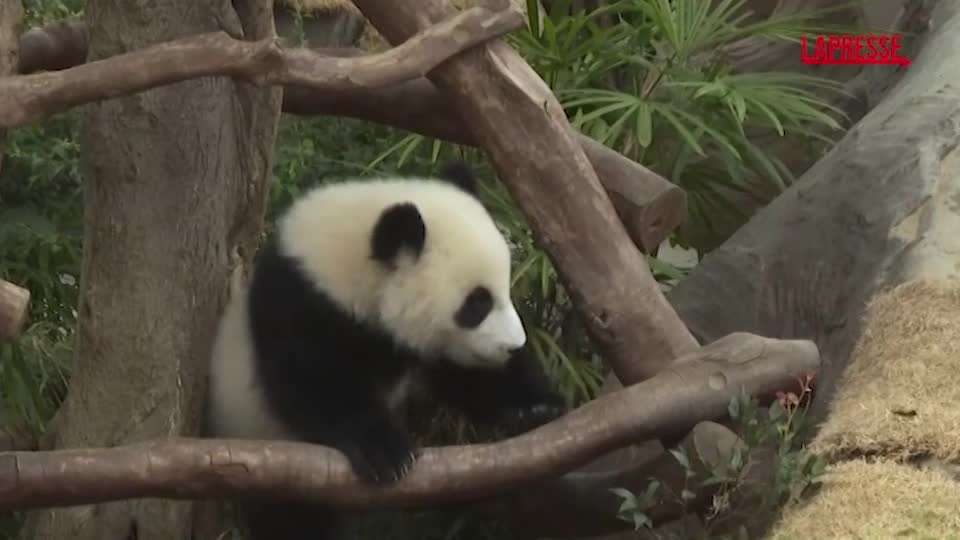 Hong Kong, scelti nomi per cuccioli panda gigante: Jia Jia e De De