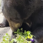 Chicago, l’orso Birch mangia viole del pensiero per variare la sua dieta