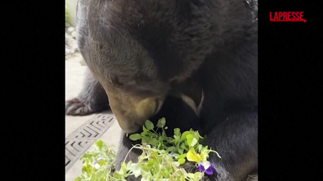 chicago l orso birch mangia viole del pensiero per variare la sua dieta da Lapresse.it chicago l orso birch mangia viole del pensiero per variare la sua dieta
