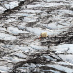 Alaska, nel torrente gelato sotto un masso di 300 chili: si salva