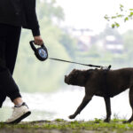 Pistoia, nonna e nipotina aggredite da 3 pitbull: sono gravi