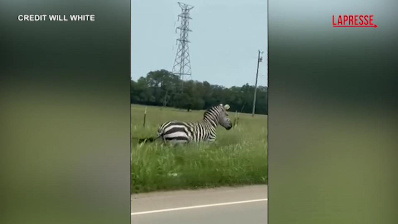 Usa, la Zebra in fuga nel Tennessee Usa, la Zebra in fuga nel Tennessee
