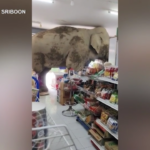 Thailandia, elefante semina il panico in un minimarket