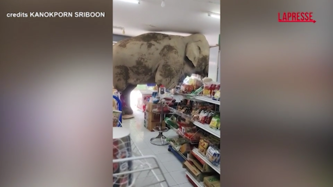 thailandia elefante semina il panico in un minimarket