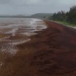 Caraibi, spiagge invase dalle alghe: è record da Porto Rico alla Guyana