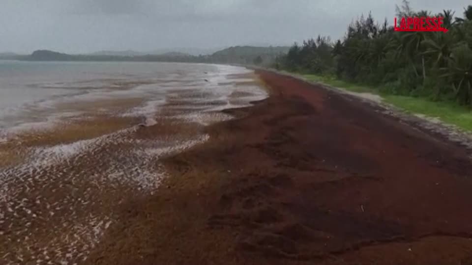 caraibi spiagge invase dalle alghe è record da porto rico alla guyana