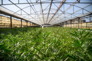 Dl Sicurezza, stop a Cannabis light