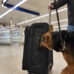 Milano, sequestro di cocaina all’aeroporto di Linate