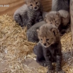 Saint Louis, allo zoo la prima cucciolata di ghepardi dopo sette anni: le immagini
