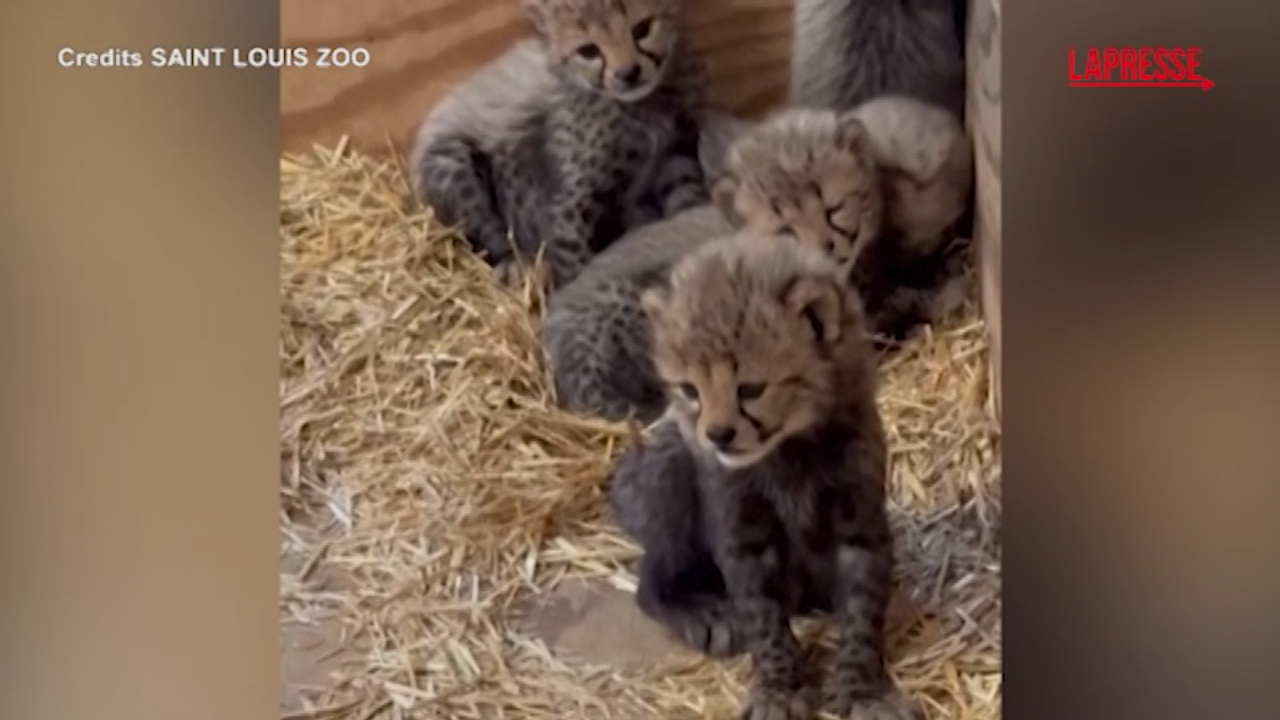saint louis allo zoo la prima cucciolata di ghepardi dopo sette anni le immagini