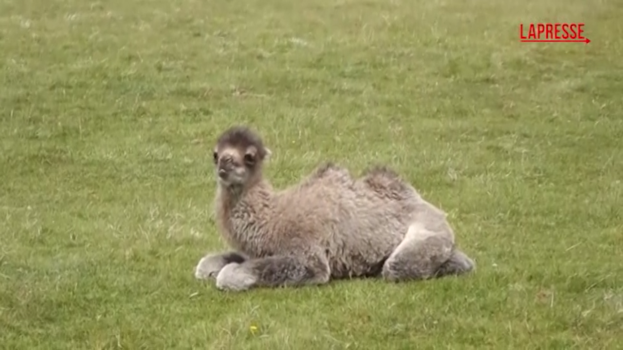 Regno Unito, allo zoo nasce cucciolo cammello Battriano: i suoi primi passi Regno Unito, allo zoo nasce cucciolo cammello Battriano: i suoi primi passi
