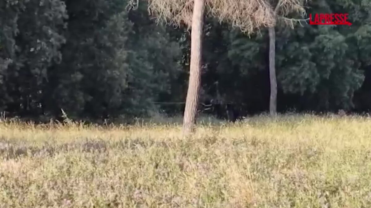 Roma, bambina trovata morta a Villa Pamphili: la polizia sul luogo del ritrovamento