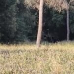 Roma, bambina trovata morta a Villa Pamphili: la polizia sul luogo del ritrovamento
