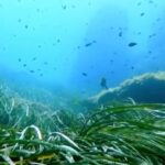 Mari e oceani, allarme Wwf: posidonia a rischio, maggiori impatti per l’Italia