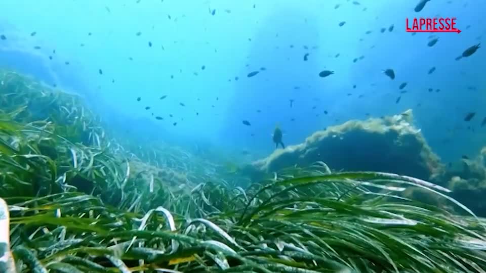 Mari e oceani, allarme Wwf: posidonia a rischio, maggiori impatti per l’Italia Mari e oceani, allarme Wwf: posidonia a rischio, maggiori impatti per l’Italia